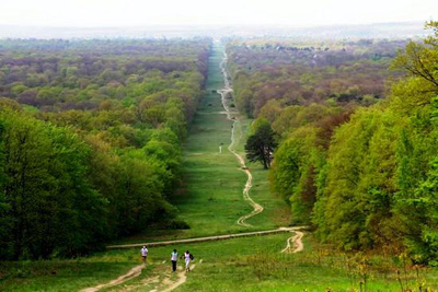 Forest of Compiegne