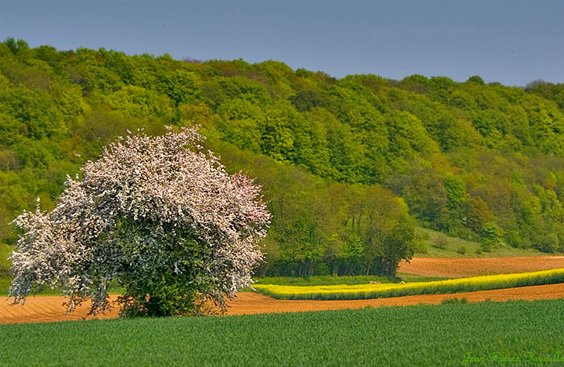 JeanPierre Fayeulle, 'Spring is Beautiful; © JeanPierre Fayeulle